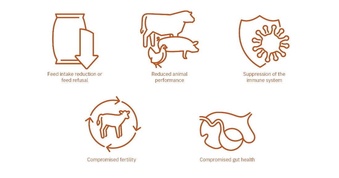 Reduced feed intake or feed refusal Decreased animal performance Suppression of the immune system Compromised fertility Suboptimal gut health