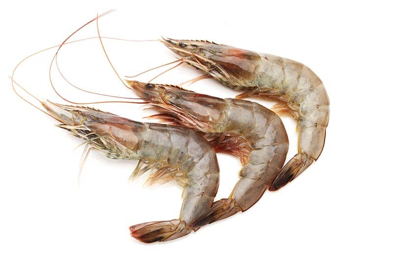 close-up photo of shrimp