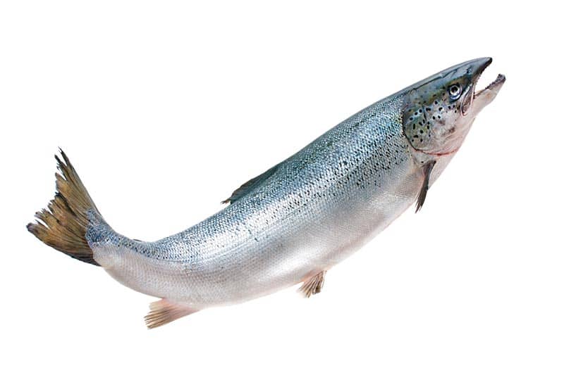 close-up photo of salmon