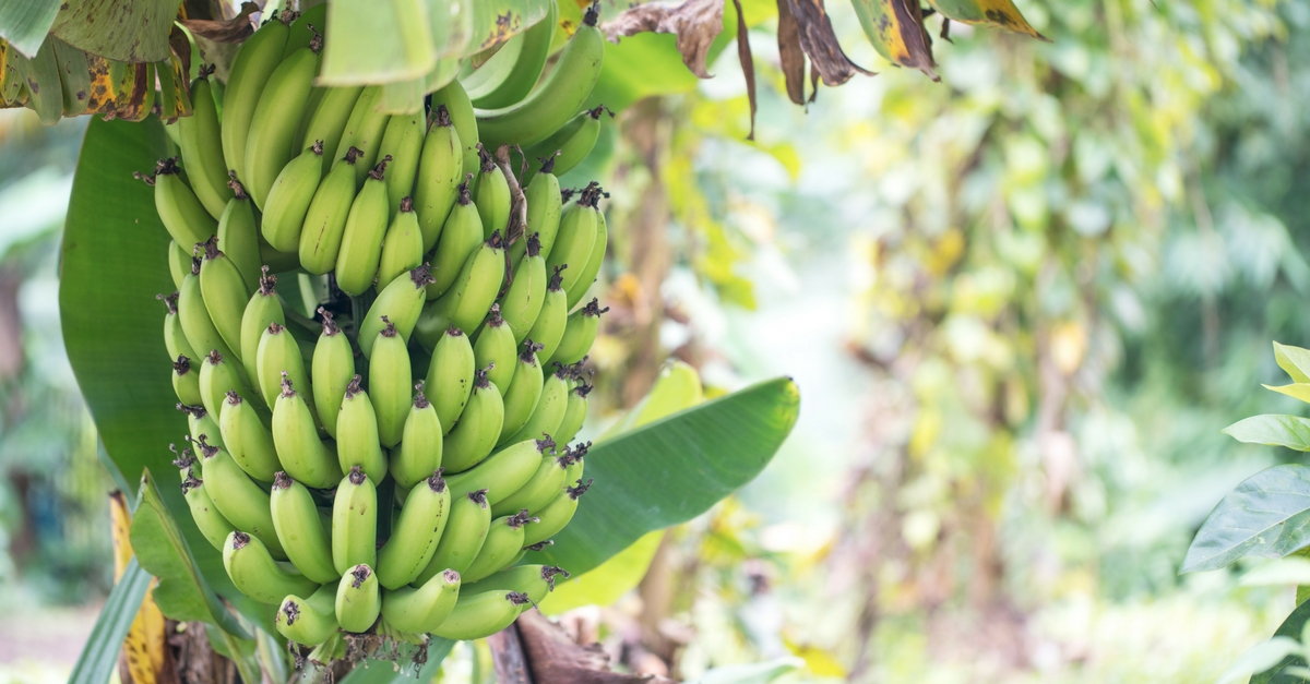 Fruit crops such as bananas can be susceptible to destructive diseases. Are there more sustainable alternatives to pesticides? 