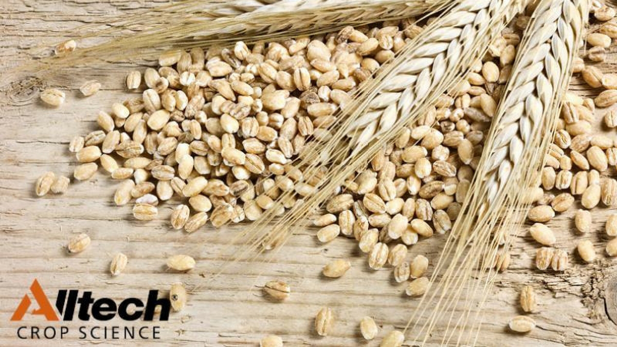 Wheat research shows the benefits of amino acid technology