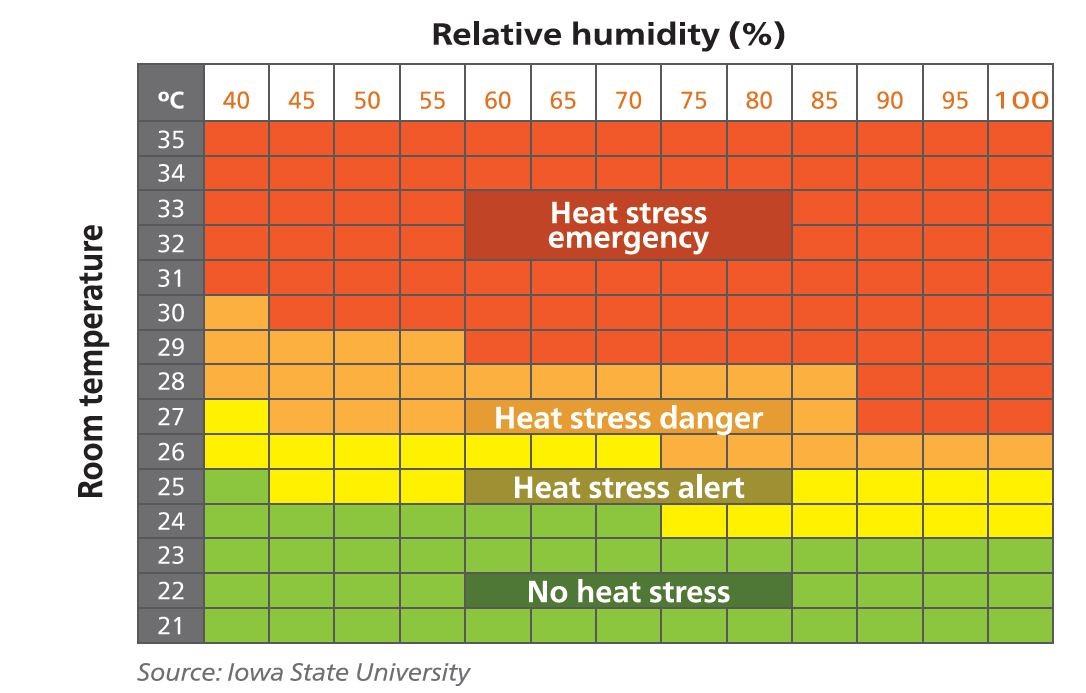 Cool for the summer: 3 tips to reduce heat stress in pigs | Alltech