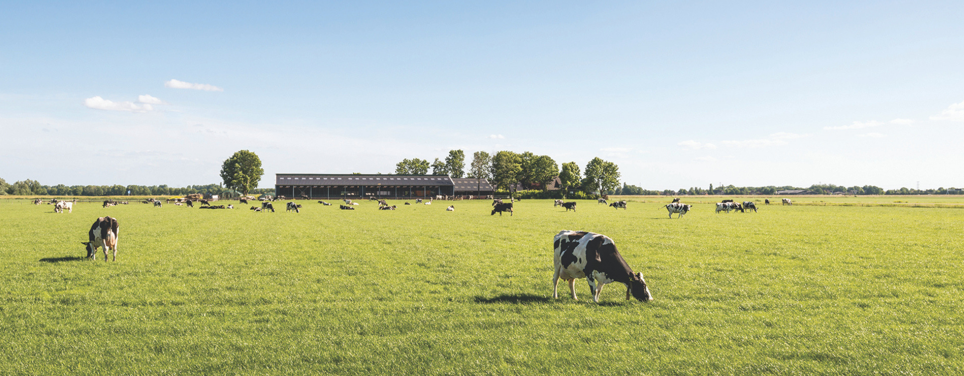 cows on a field