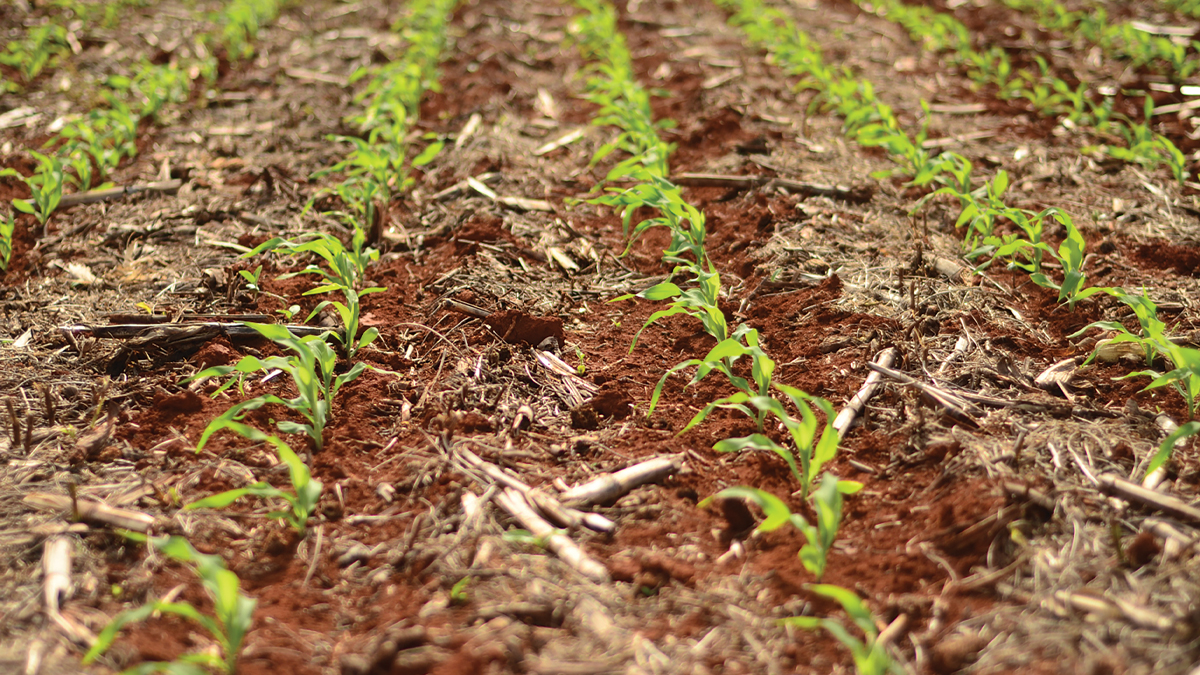 Fertilização biológica