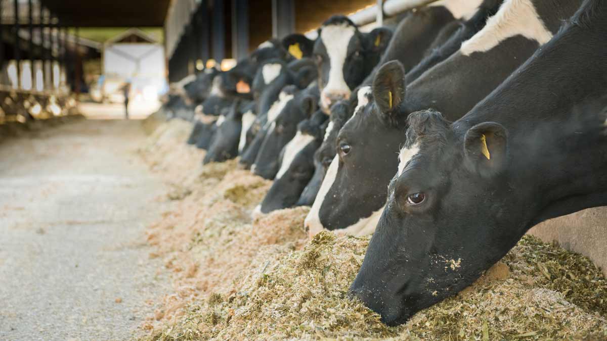 Dairy Cows feeding indoors