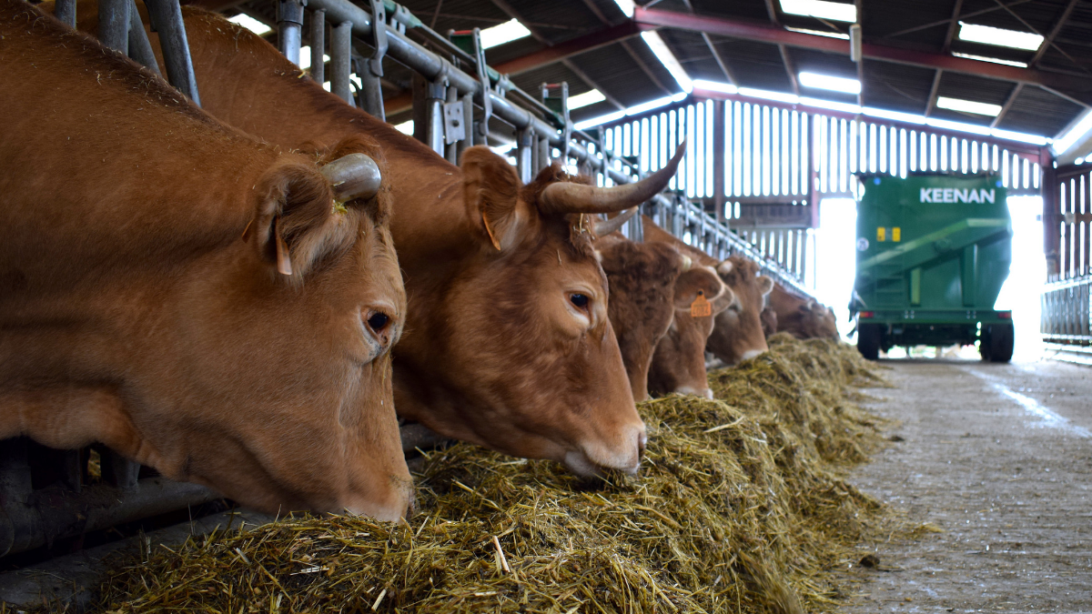 Dairy Cows grazin with KEENAN machine