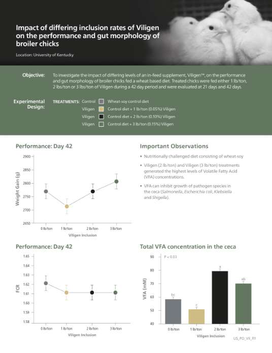 Impact of differing inclusion rates of Viligen on the performance and gut morphology of broiler chicks - Research PDF