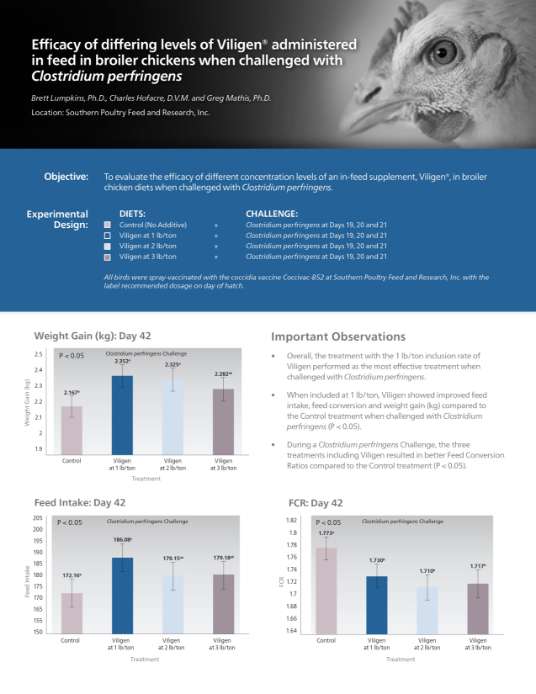 Efficacy of differing levels of Viligen administered in feed in broiler chickens when challenged with Clostridium perfringens - Research PDF