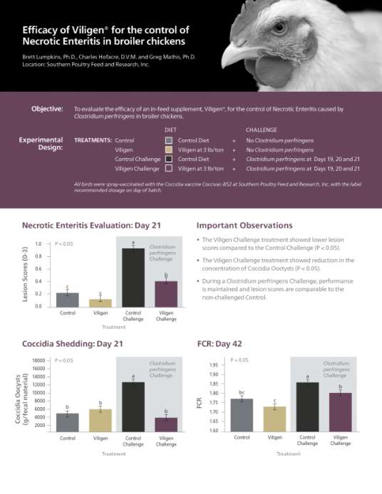 Efficacy of Viligen for the control of Necrotic Enteritis in broiler chickens - Research PDF