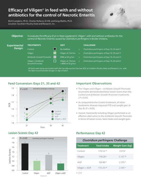 Efficacy of Viligen in feed with and without antibiotics for the control of Necrotic Enteritis