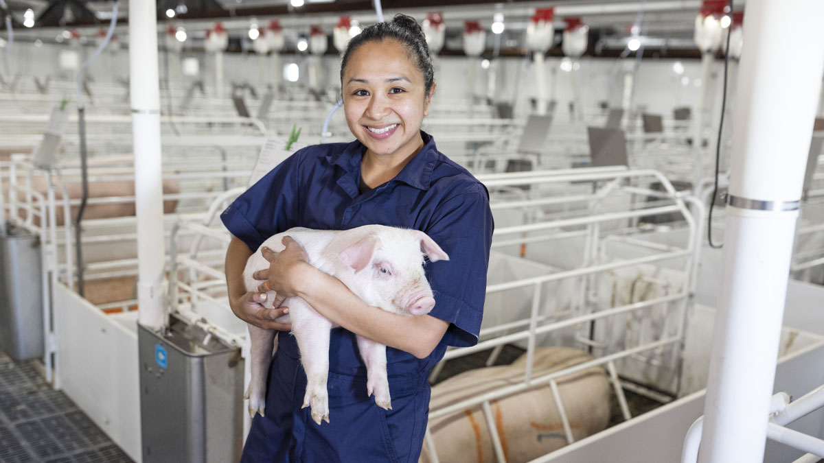 Veterinária segurando um suíno