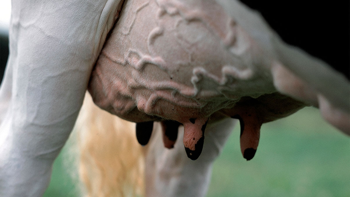 Mastite em vacas
