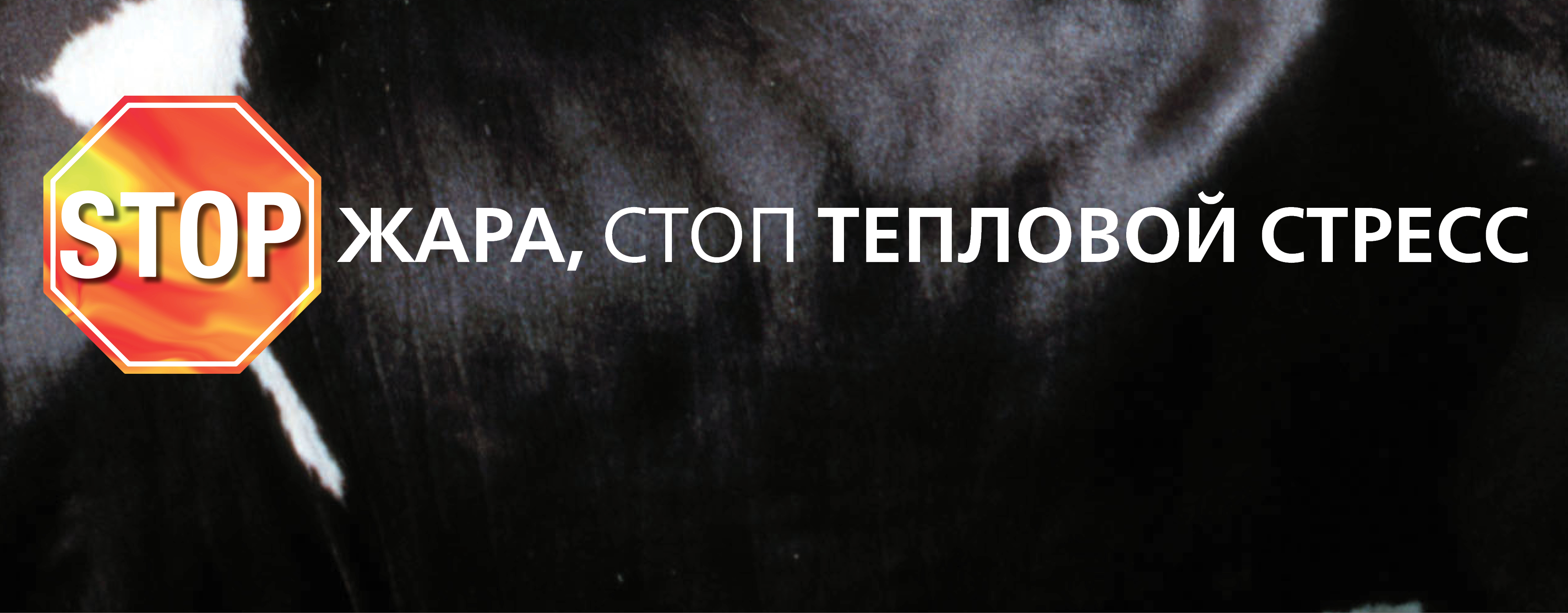 Профилактика теплового стресса у дойных коров на предприятии