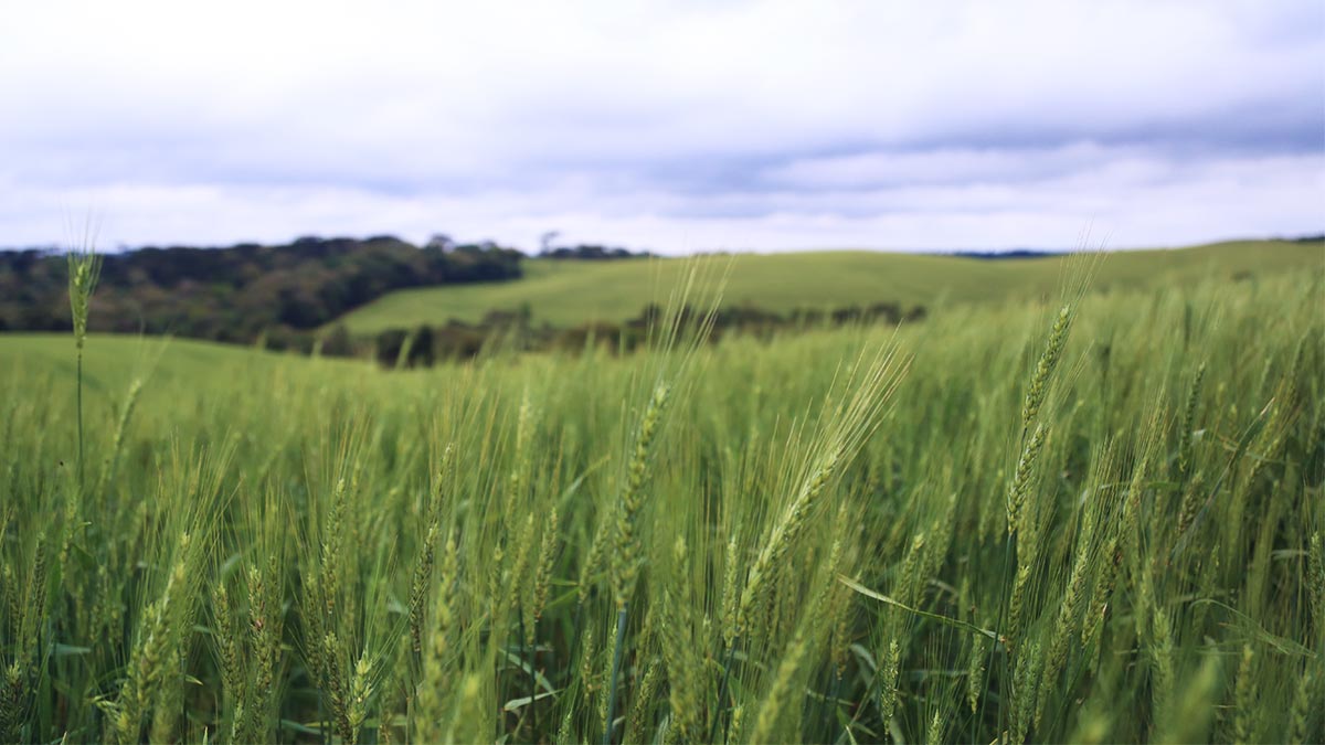 Trigo: nutrição adequada das plantas é essencial para mitigar estresses climáticos