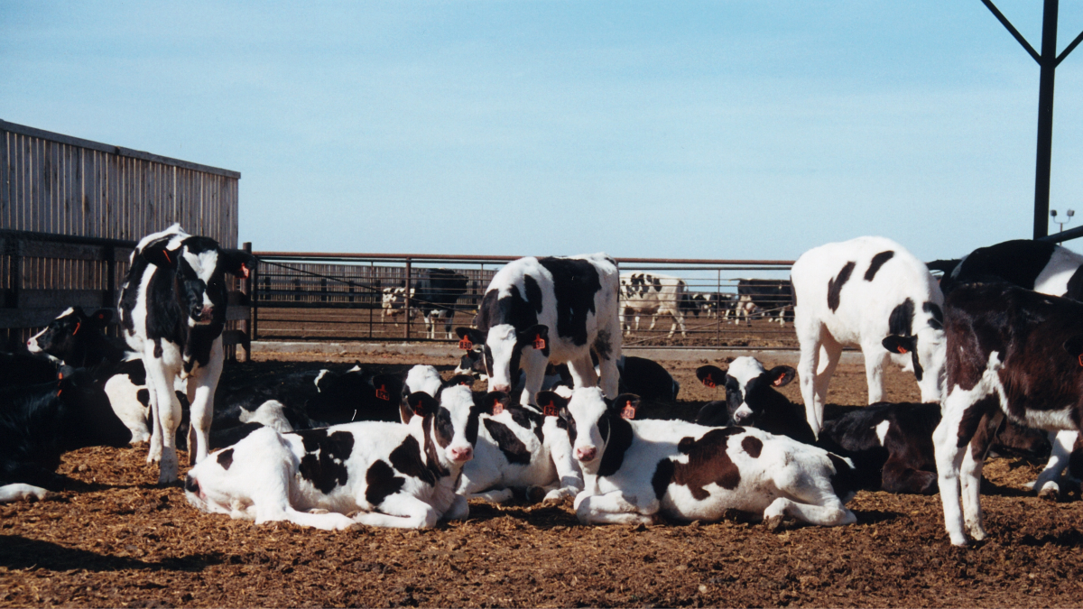 heat stress in heifers 