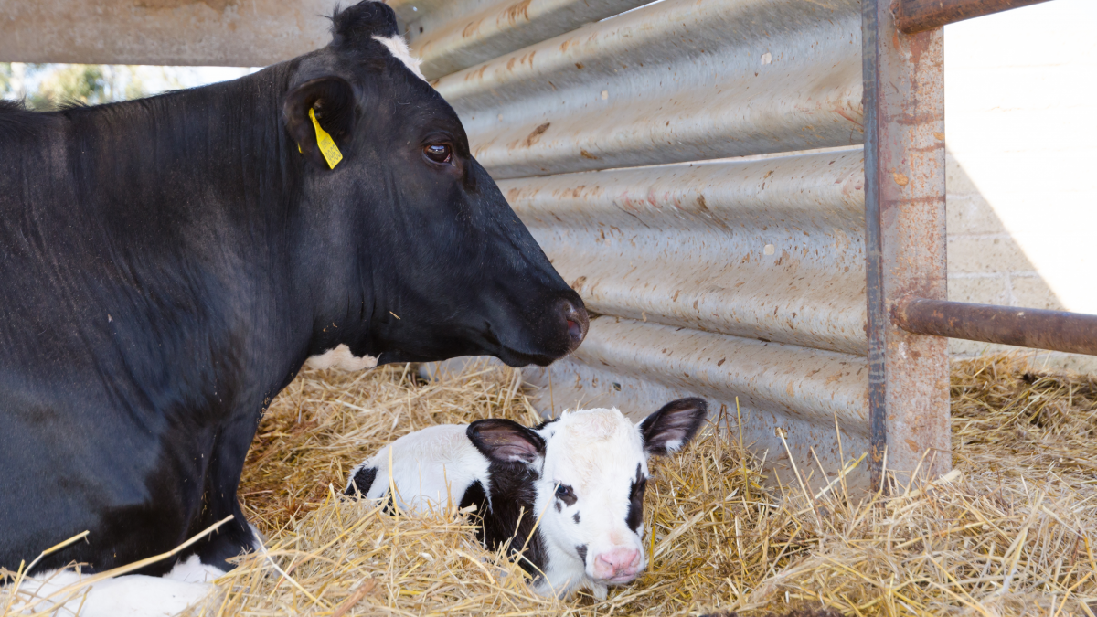 heat stress in transition cows 