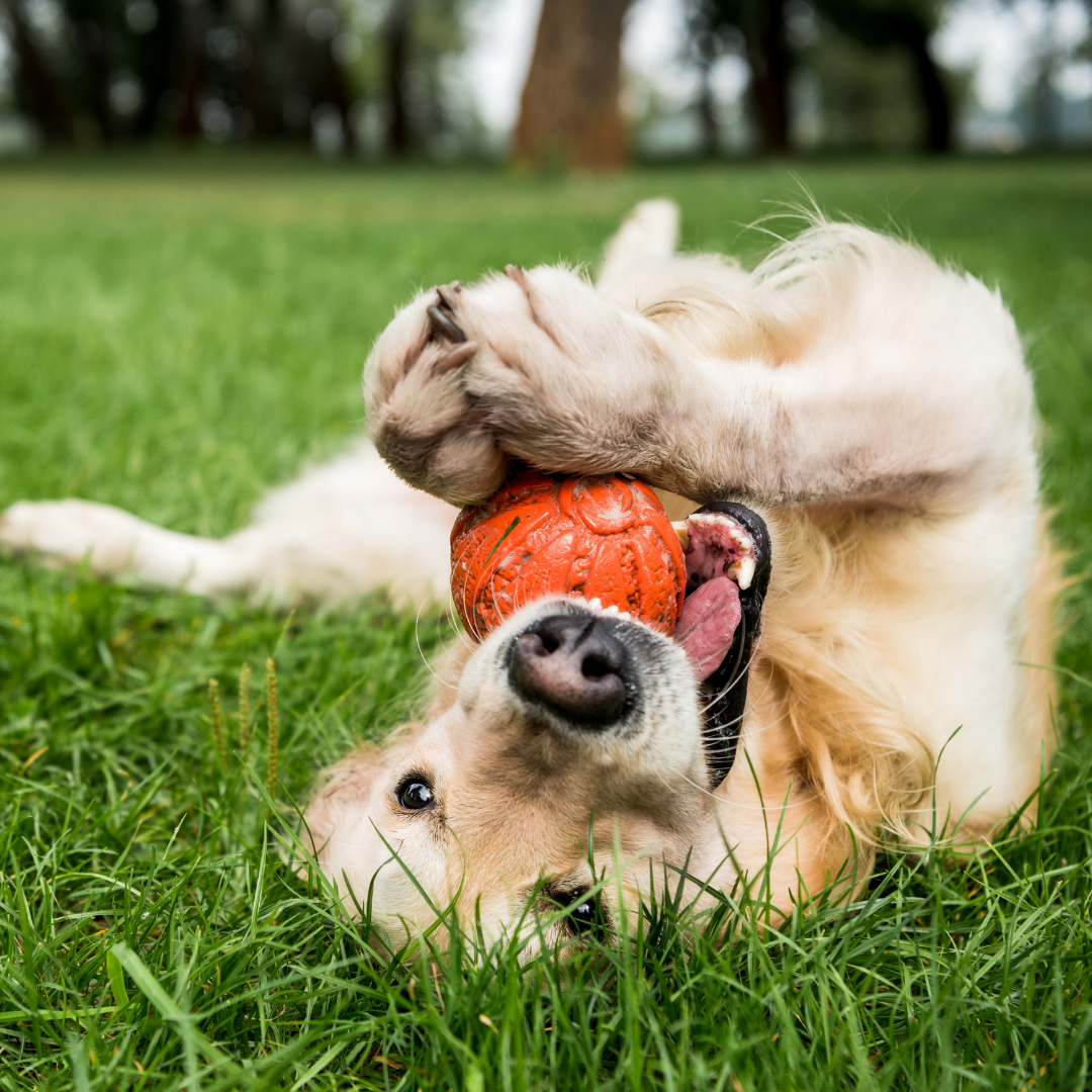 dog playing with ball