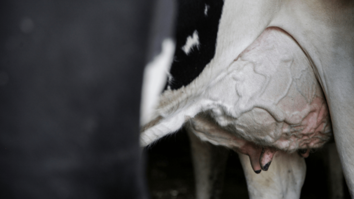 3 ways to increase milk production while reducing your carbon footprint