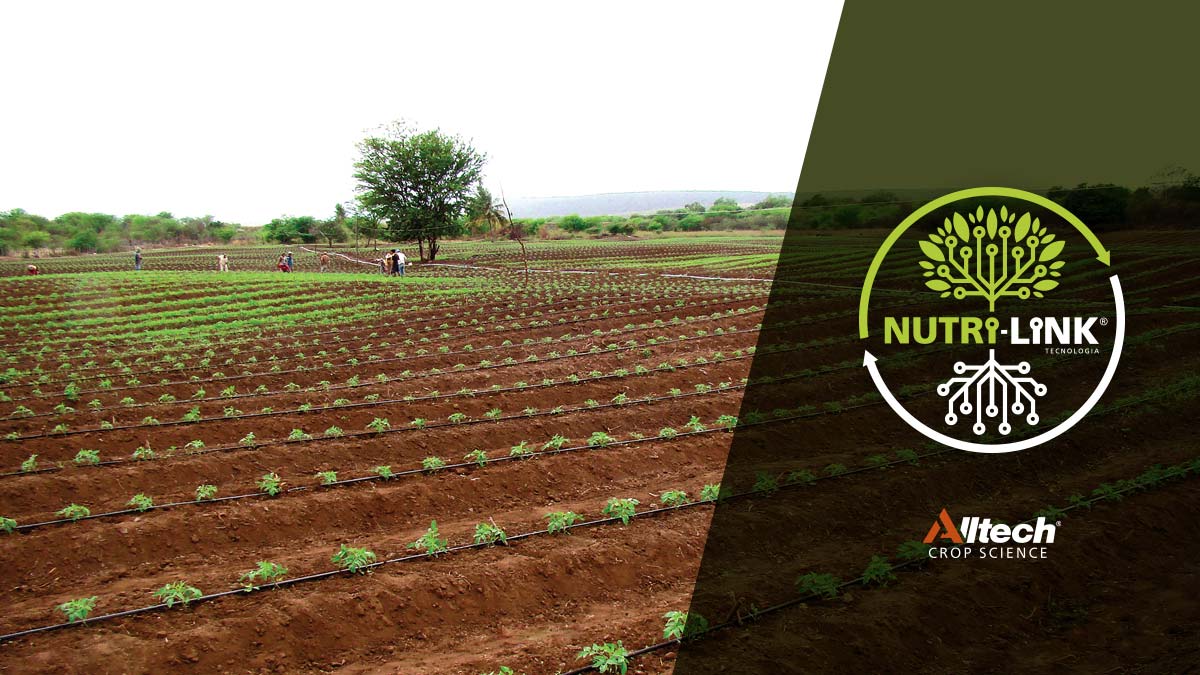 Adubos Tecnologia Nutrilink