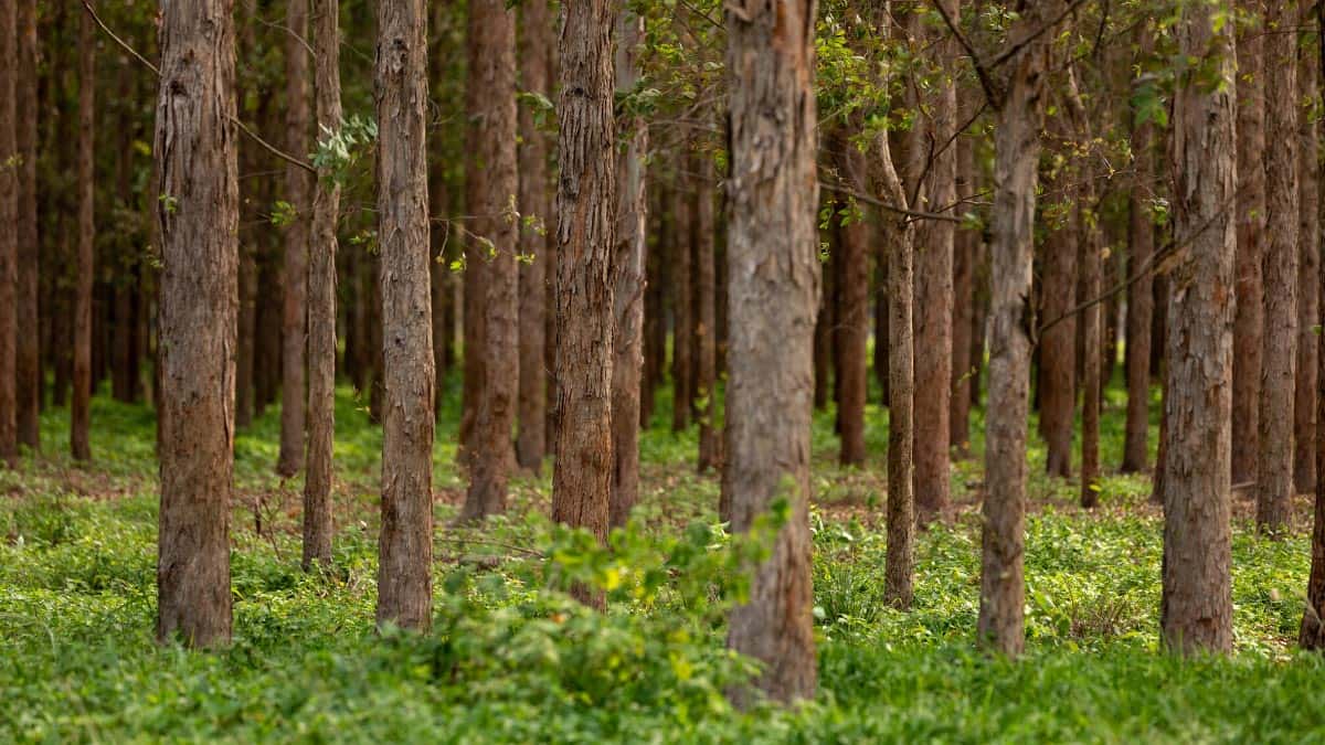 Solving Hunger And Climate Change Through Agriculture | Planet Of Plenty