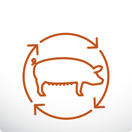 pig productivity and health icon