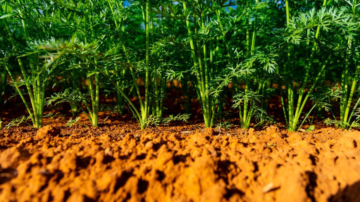 Produção de hortifrúti