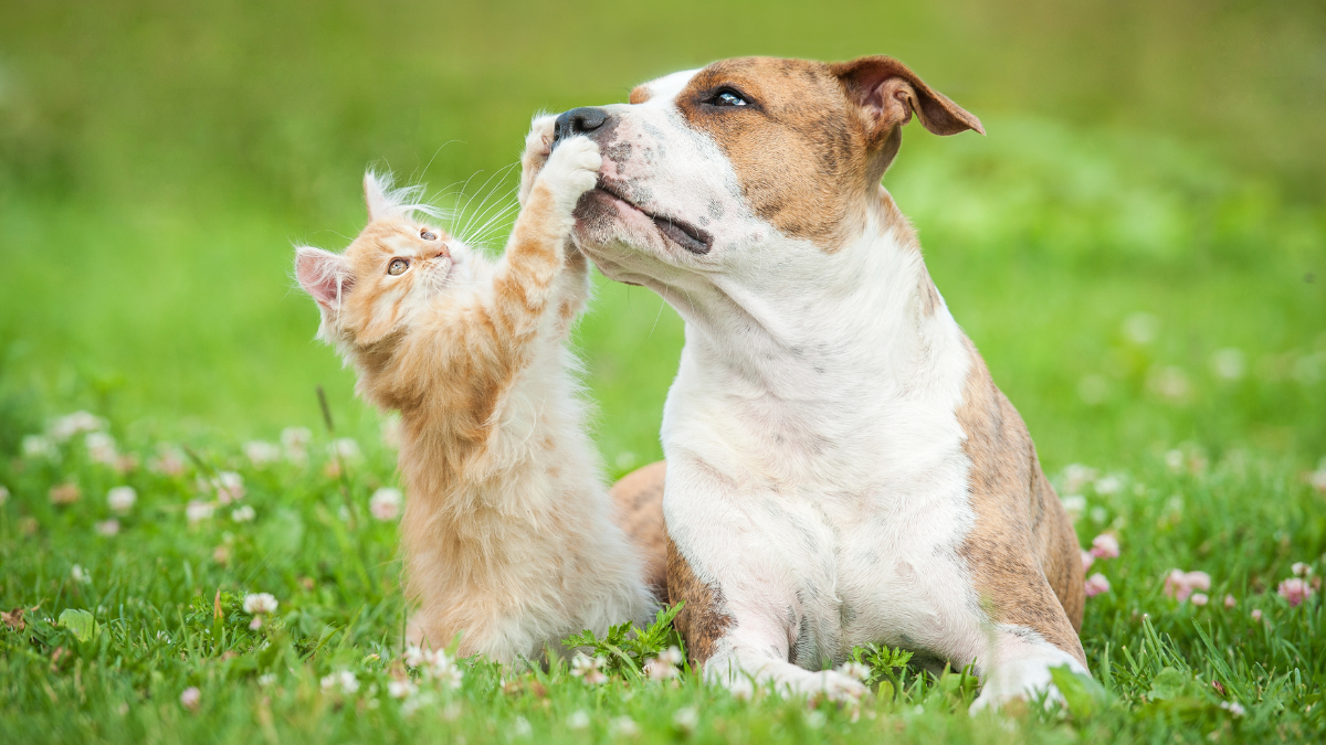 Microbiota é objeto de estudo por muitos pesquisadores em decorrência dos seus impactos na vida de cães e gatos. 