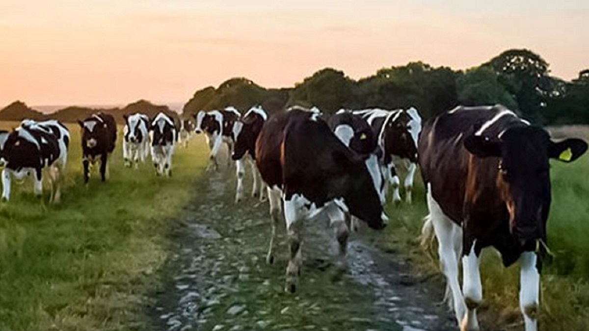 Cows on grass