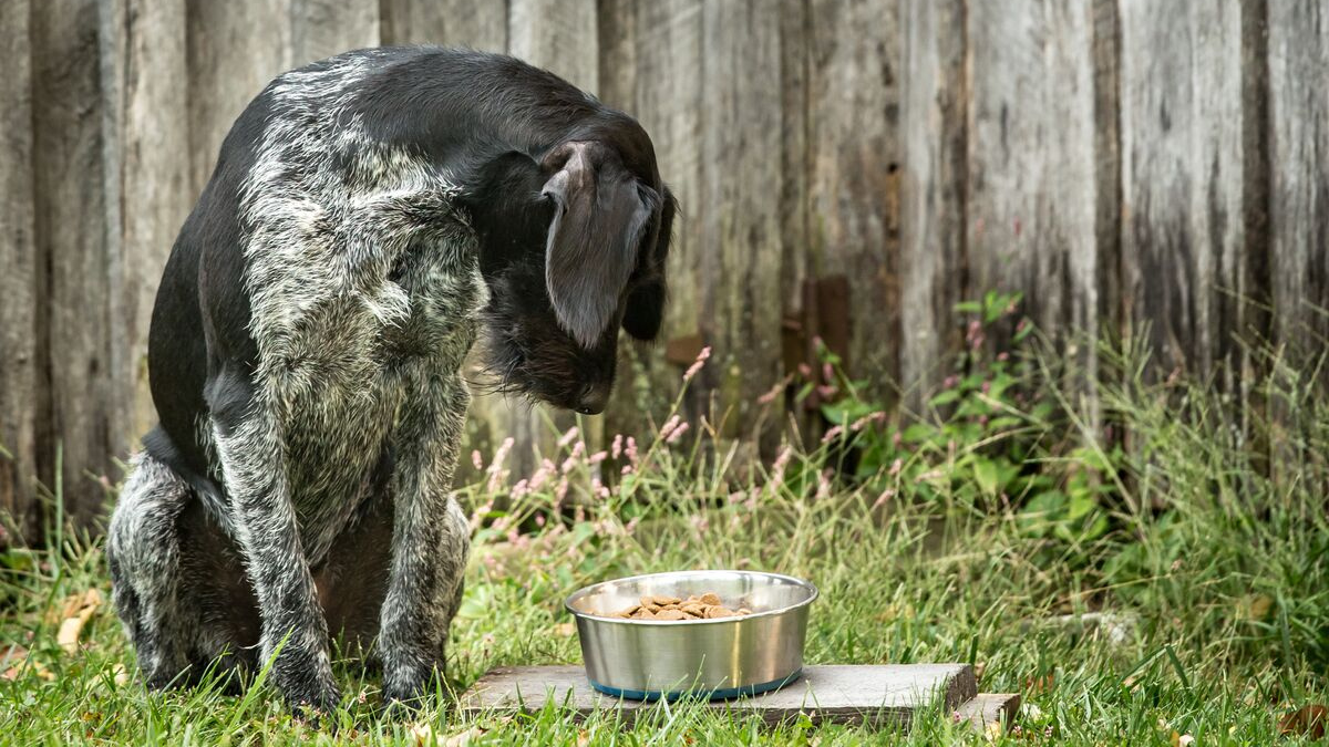 ¿Cómo prevenir los problemas digestivos de las mascotas?