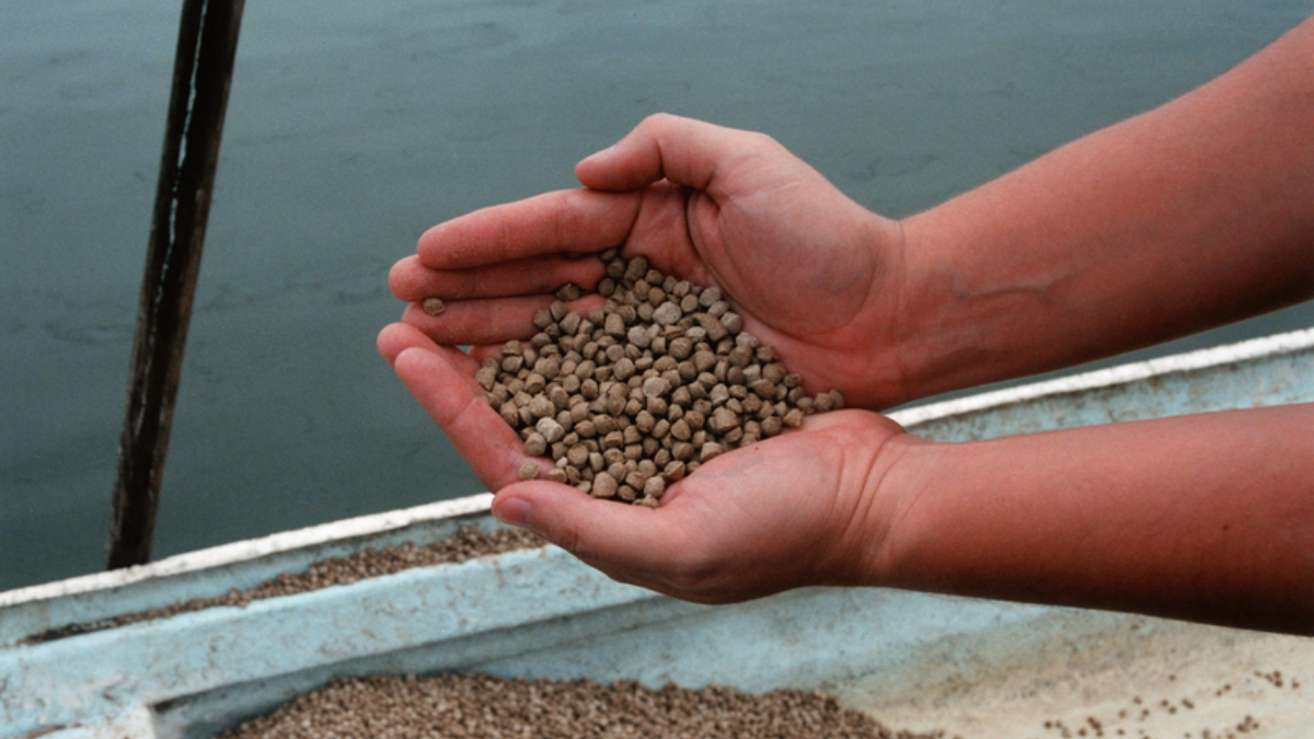 Managing mycotoxin risks in Asia-Pacific aquaculture