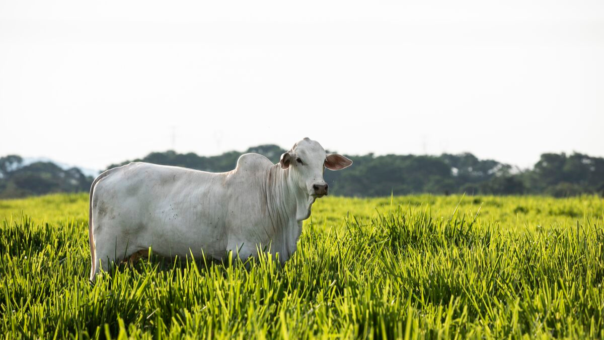 Suplementos otimizam ganho de peso de bovinos a pasto e tornam sistema de produção de pecuaristas tradicionais mais eficientes.