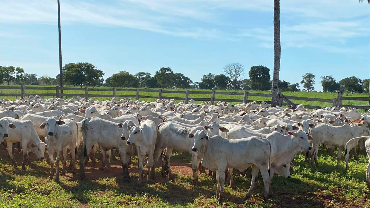 Desmame precoce reduz mortalidade e aumenta prenhez de vacas no Pantanal