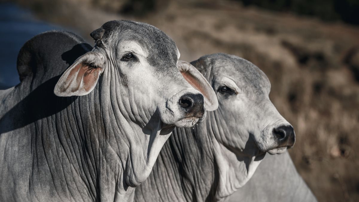 Solução nutricional completa pode aumentar até uma arroba no peso de carcaça bovina