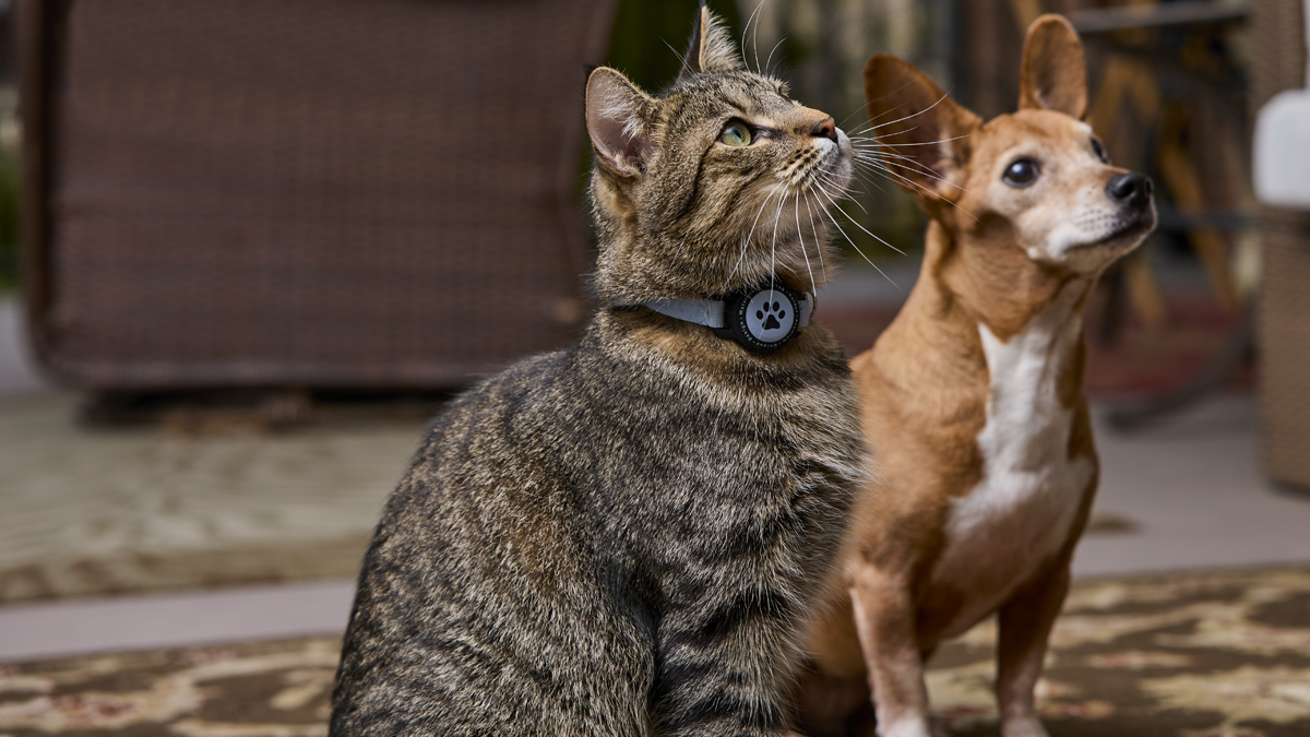 Dietary biotics: Strategies to optimize pet intestinal health and wellbeing