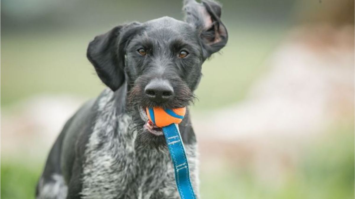 Cómo la nutrición de tu mascota influye en su salud intestinal y en su comportamiento
