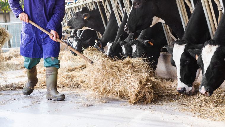 Are you relying on straw to get through this winter? - Canadian Cattlemen