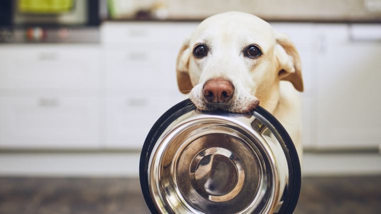 is dog food safe for cats