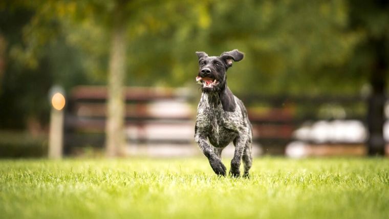 black and white dog running on grass