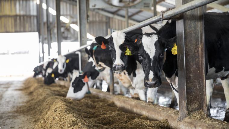 Rethinking energy for lactating cows
