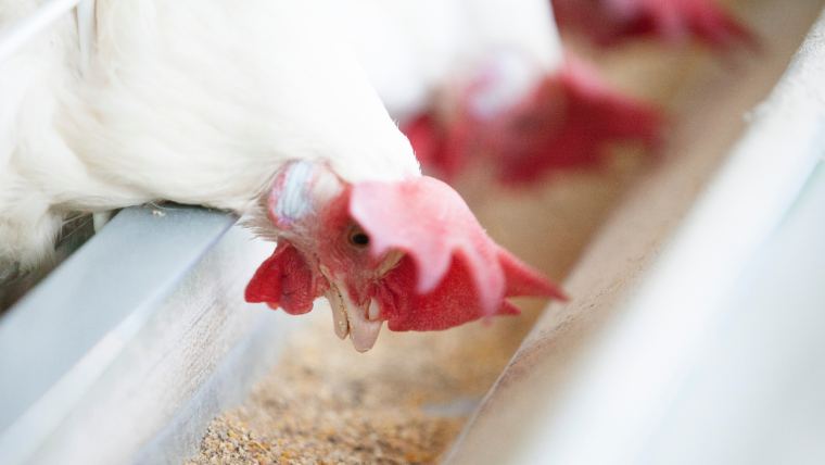 Impacto da inclusão de extrato de parede celular de levedura nos desafios de micotoxinas em aves de postura