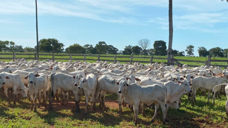 Desmame precoce reduz mortalidade e aumenta prenhez de vacas no Pantanal