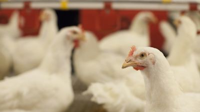 Flocking To Digital The Future Of Poultry Technology Alltech