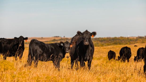 Facts about the cattle industry and sustainability