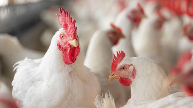 Improving broiler poultry efficiency and driving sustainable chicken