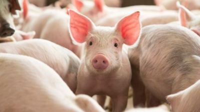 Micotoxinas y cerdos: un metaanálisis