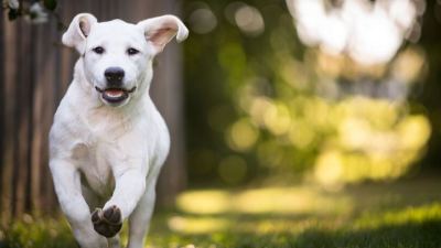 A balanced gut is the key to a healthy pet