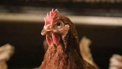 Addressing antimicrobial resistance in poultry with MRF solutions