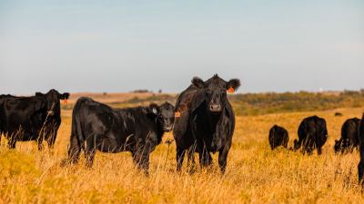 Facts about the cattle industry and sustainability