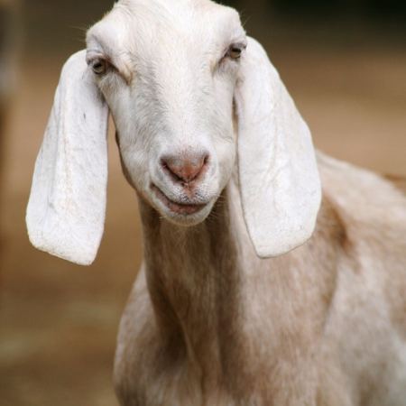 Dairy Goat