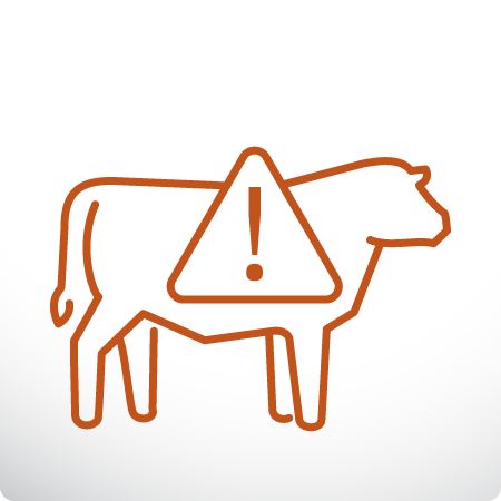Doença respiratória bovina em bovinos de corte